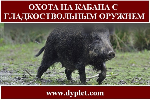 Как охотиться на кабана: с гладкоствольным оружием, видео, с подхода летом, осенью, загоном, на секача