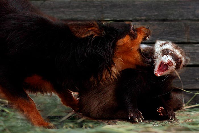 собака поймала хорька