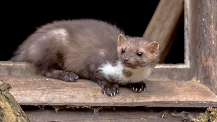 дикий хорек