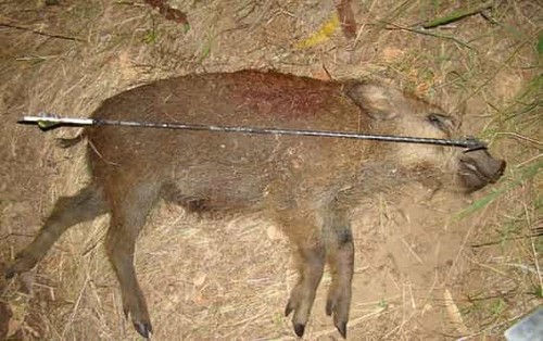 как охотиться на кабана с помощью арбалета