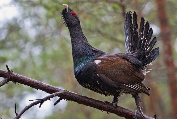 глухарь на дереве
