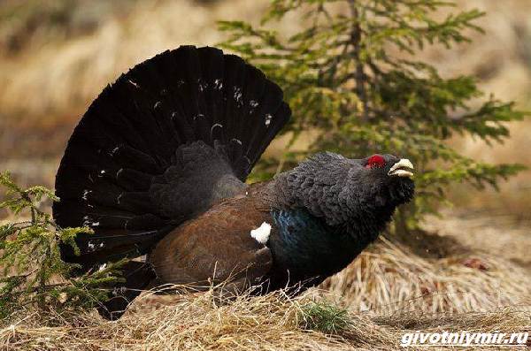 Охота-на-глухаря-разными-способами-5