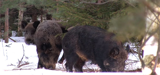 Охота на кабана с арбалетом