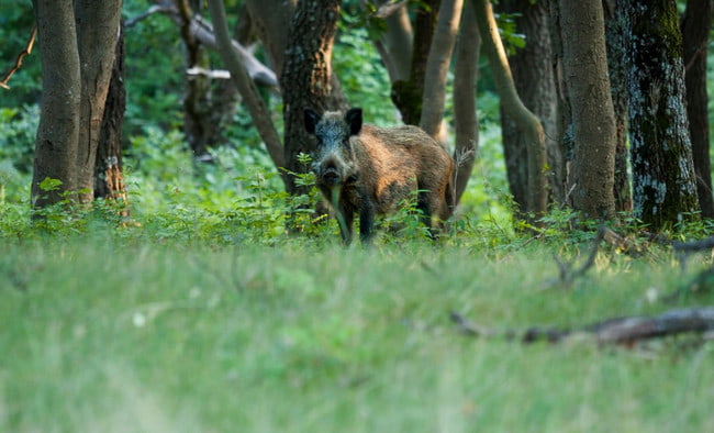 Охота на кабана с подхода осенью, летом, зимой по первому снегу, видео