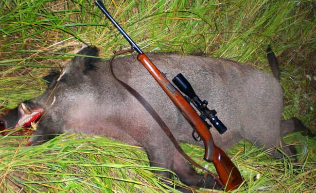 Оружие для охоты на кабана