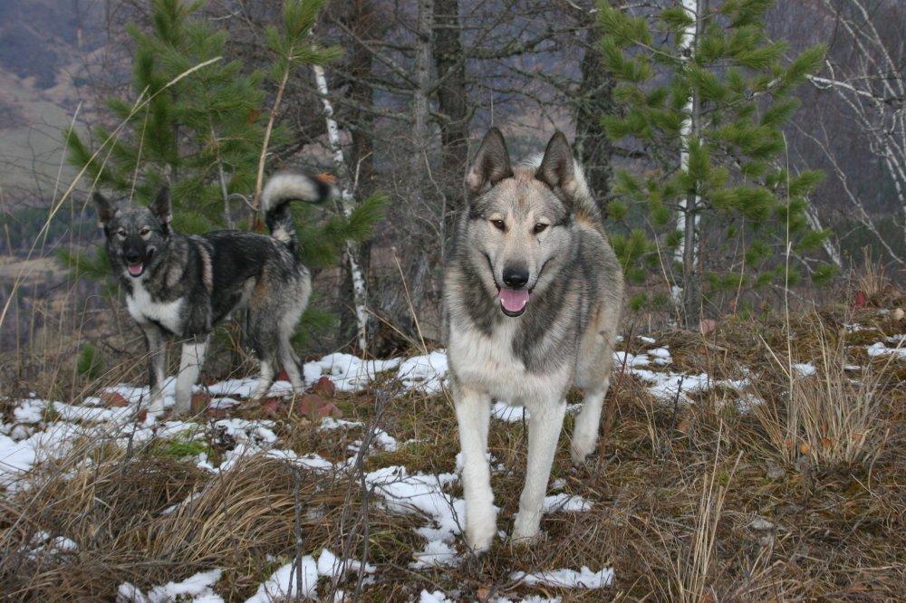 Пара охотничьих лаек