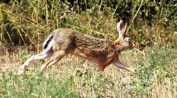 Заяц в поле