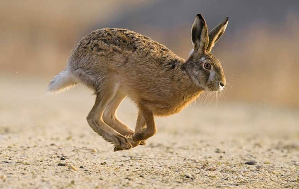 Быстрый зверек