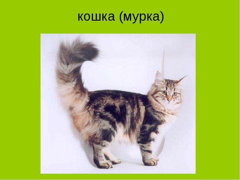 Словарный диктант &laquo;Имена собственные и нарицательные&raquo;, слайд №7