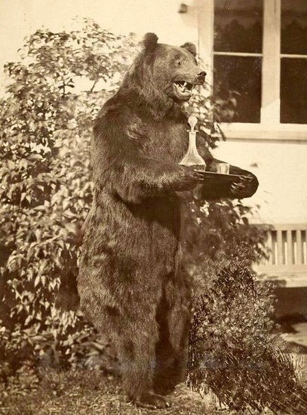 Охота на медведя, медведь, медведи Карелии, охота на медведя на берлоге, охота на медведя с рогатиной, охота на медведя на овсах, охота на медведя в древности, медвежья свадьба, ритуал охоты на медведя, как охотились на медведя на Руси, народные верования о медведе