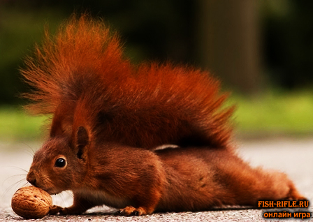 Охота на белку