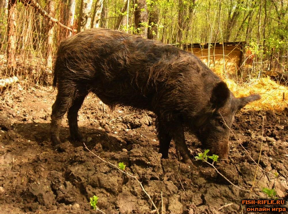 Охота на кабана.