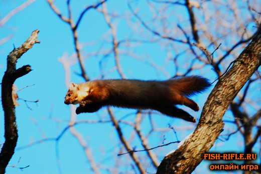 Охота на куницу.