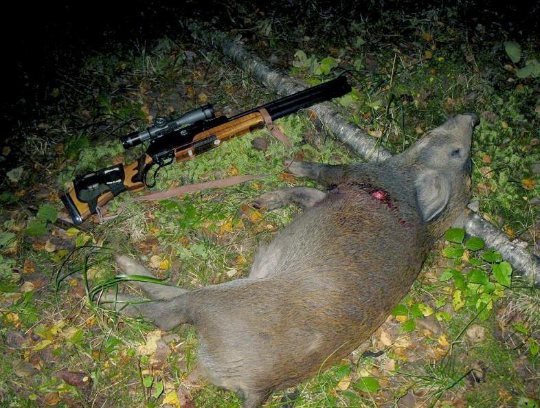 Кабан застрелен из пневматической винтовки с оптикой