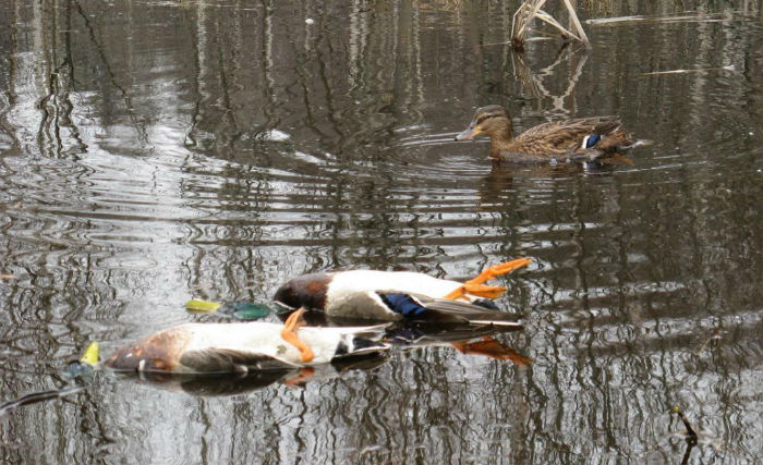 подсадная утка