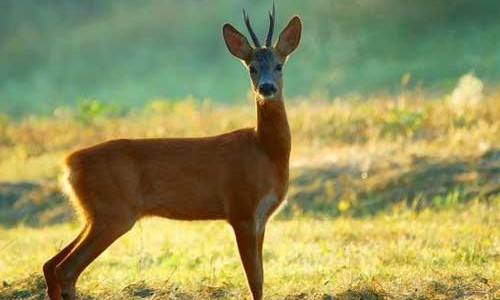 Как правильно охотиться на косулю с манком