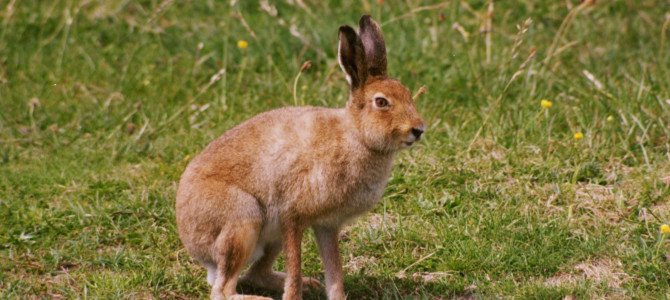 Готовимся к сезону — открытие охоты на зайца в 2020 году