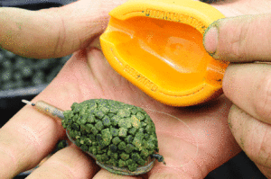 Кормушка &laquo;Метод&raquo; набита граннулированым кормом