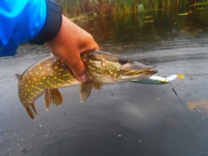 В КАКУЮ ПОГОДУ ЛОВИТЬ ЩУКУ: ЛУЧШАЯ ПОГОДА ДЛЯ ЛОВЛИ ЩУКИ
