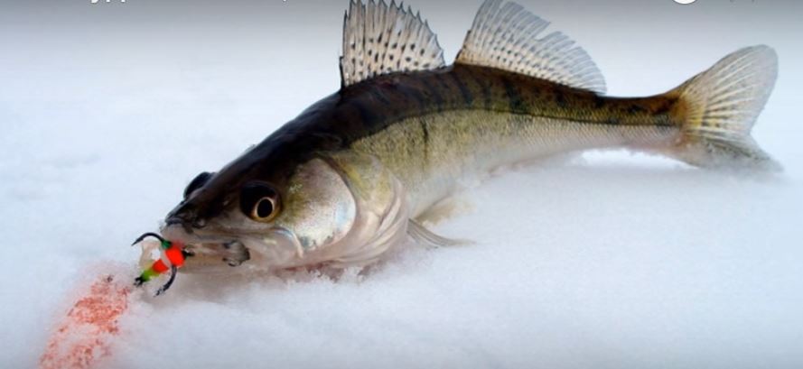 Судак &mdash; это не только очень вкусная рыба, но и очень красивая.