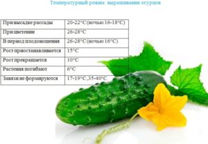Температура выращивания огурцов
