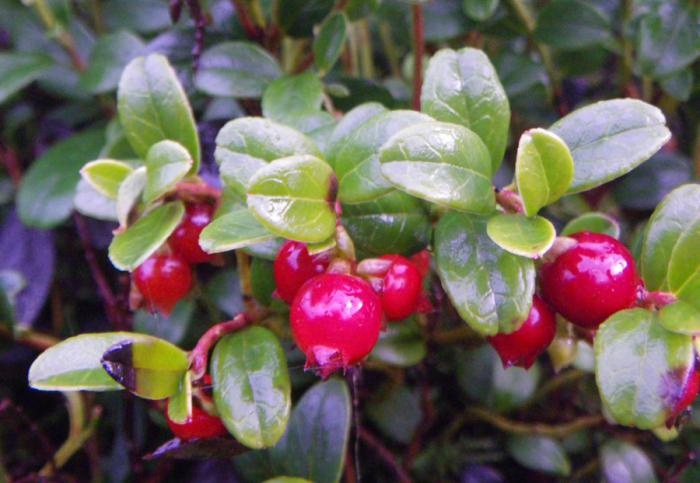 брусника выращивание посадка уход