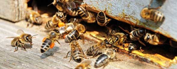 Пчелы у улья