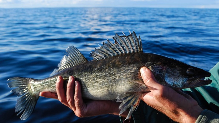 Ловля судака осенью