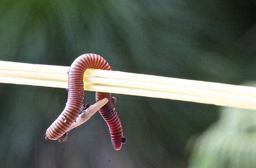 червь на рыбалку весной
