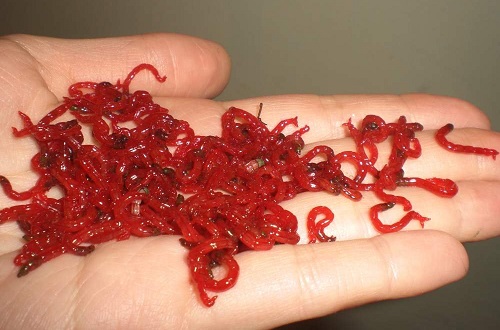 мотыль на рыбалку весной