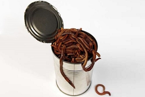 черви в банке