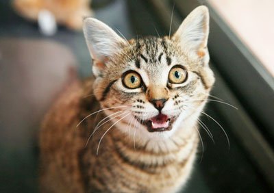 котёнок мяукает