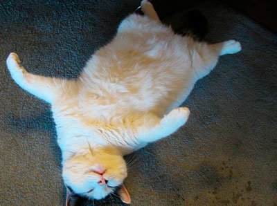 кот развалился на спине