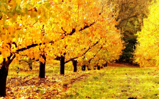 Золотая осень