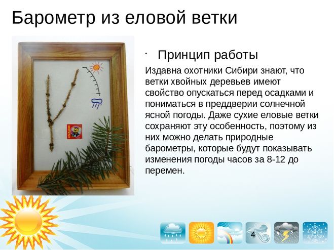 Барометр из еловой ветки