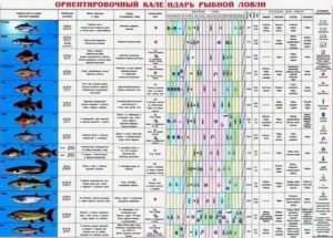В какую погоду лучше клюёт карась: как отражается северный ветер на рыбе, клюёт ли в холодную и