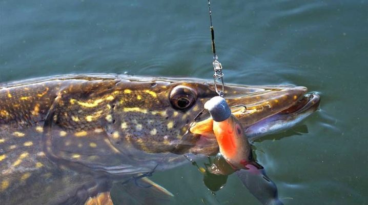 В какую погоду лучше ловить щуку?