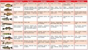 В какую погоду лучше клюёт карась: как отражается северный ветер на рыбе, клюёт ли в холодную и