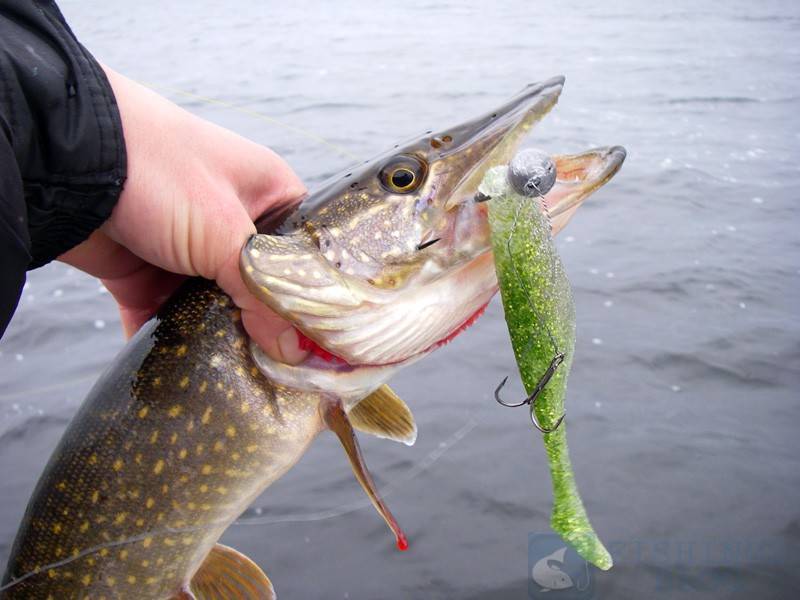Где обитает щука: поиск на водоеме, повадки, влияние погоды и времени суток на клев