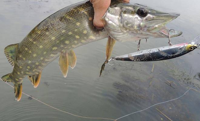 Почему рыба не клюет?