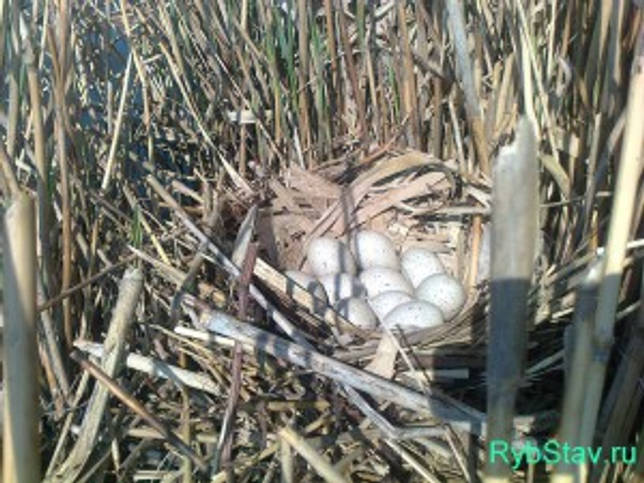 Калаус: рыбалка и какая рыба водится