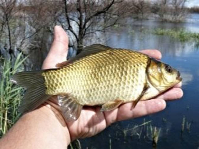 Калаус: рыбалка и какая рыба водится