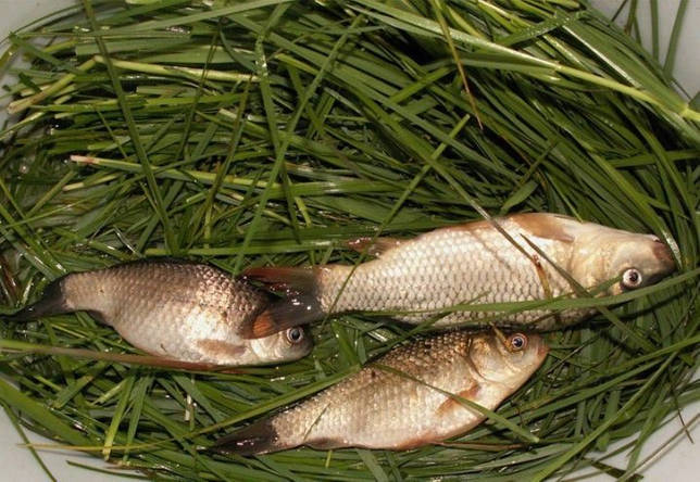 Калаус: рыбалка и какая рыба водится