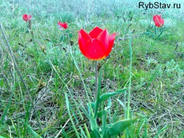 Калаус: рыбалка и какая рыба водится