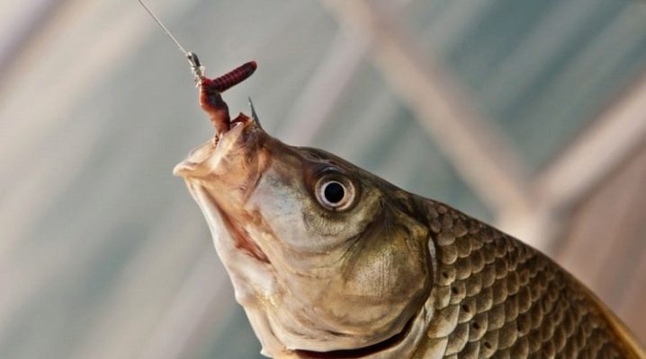 Что влияет на клев карася? 