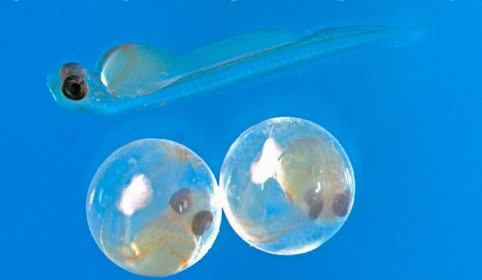 Клев плотвы: нерест и преднерестовый жор, весенний ход плотвы