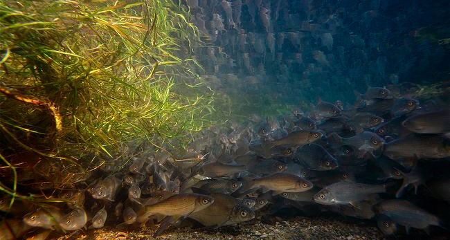 Клев плотвы: нерест и преднерестовый жор, весенний ход плотвы