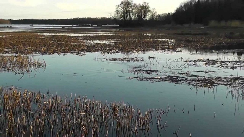 В зарослях травы рыба видит безопасность для потомства.