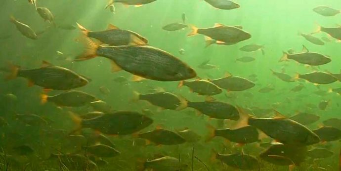 Клев плотвы: нерест и преднерестовый жор, весенний ход плотвы