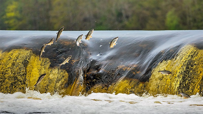 Самый длинный путь к нерестилищу у лососей.